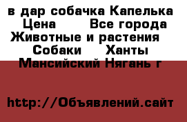 в дар собачка Капелька › Цена ­ 1 - Все города Животные и растения » Собаки   . Ханты-Мансийский,Нягань г.